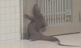 爆料五爪金龙视频大全最新